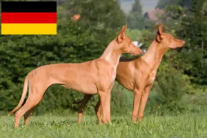 Read more about the article Pharaoh dog breeders and puppies in Germany