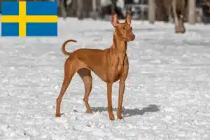 Read more about the article Pharaoh Hound breeders and puppies in Sweden