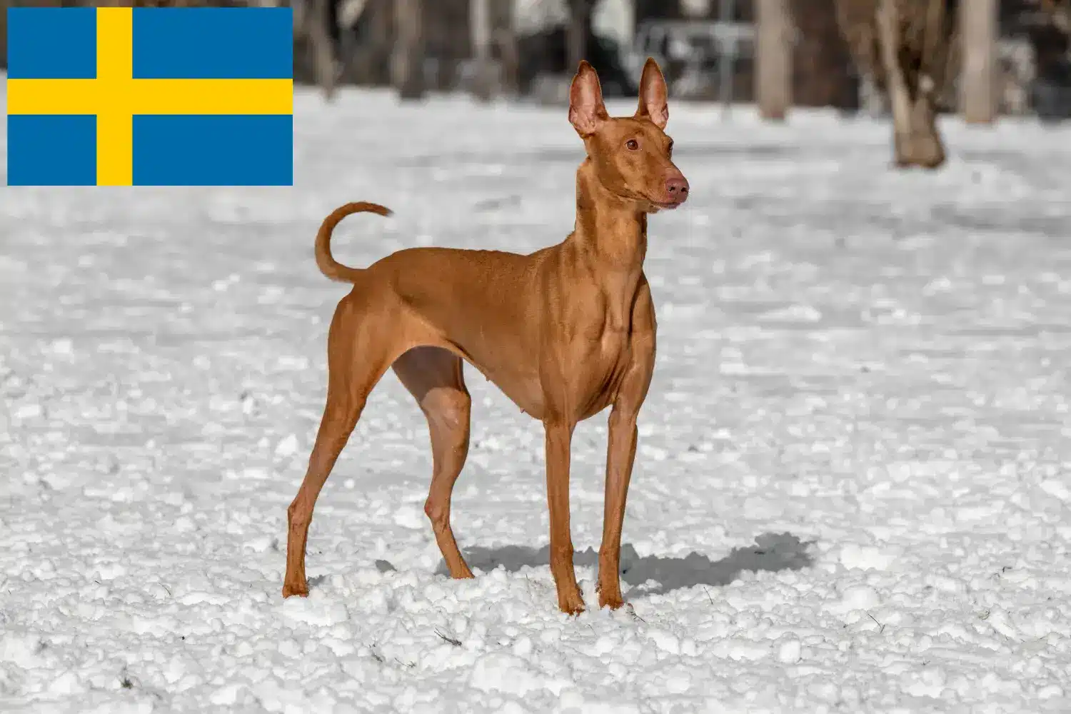 Read more about the article Pharaoh Hound breeders and puppies in Sweden