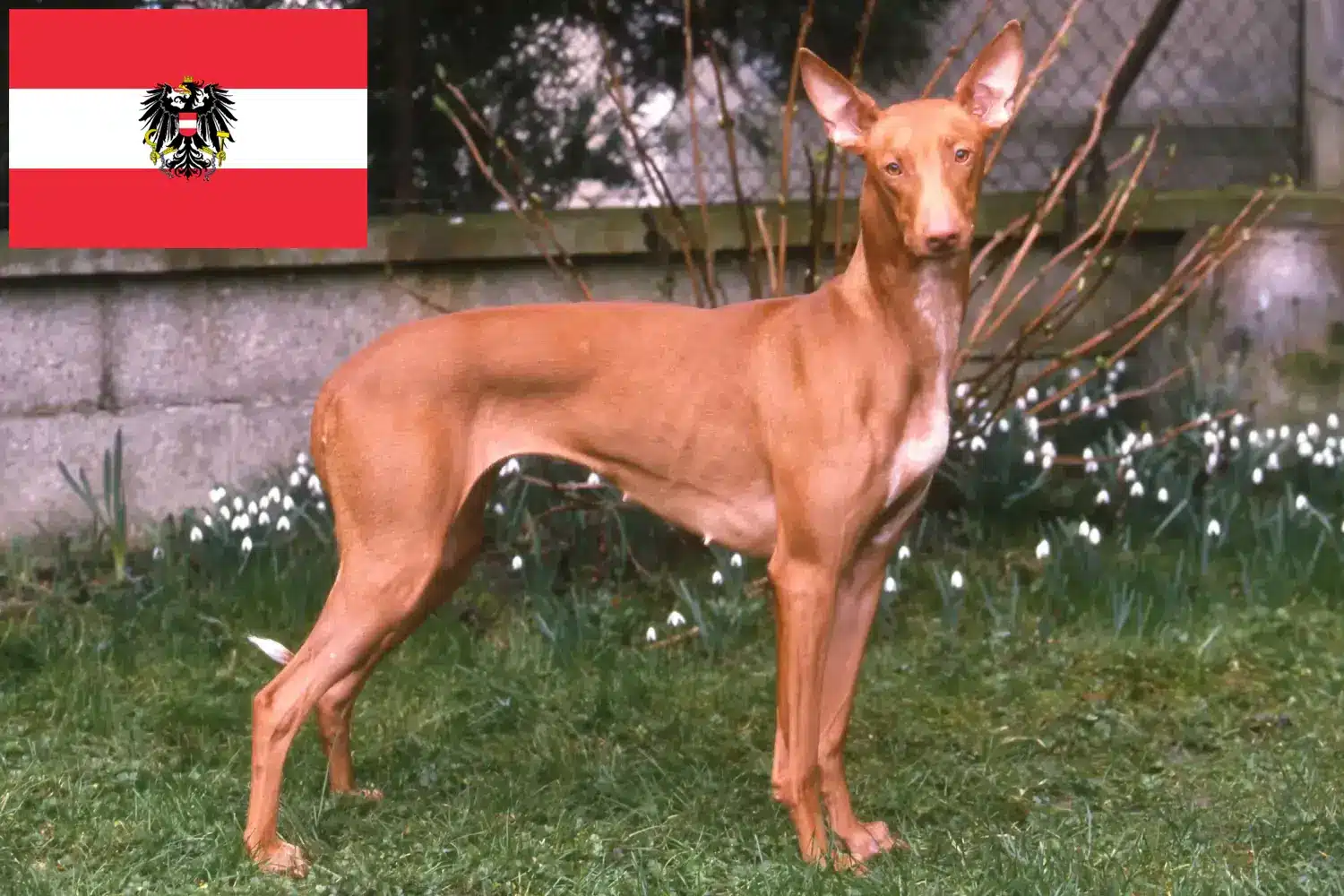 Pharaoh Hound puppies and breeders Austria Here you can find Pharaoh Dog breeders in Austria.