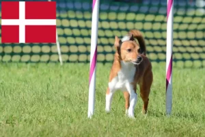 Read more about the article Podenco breeders and puppies in Denmark
