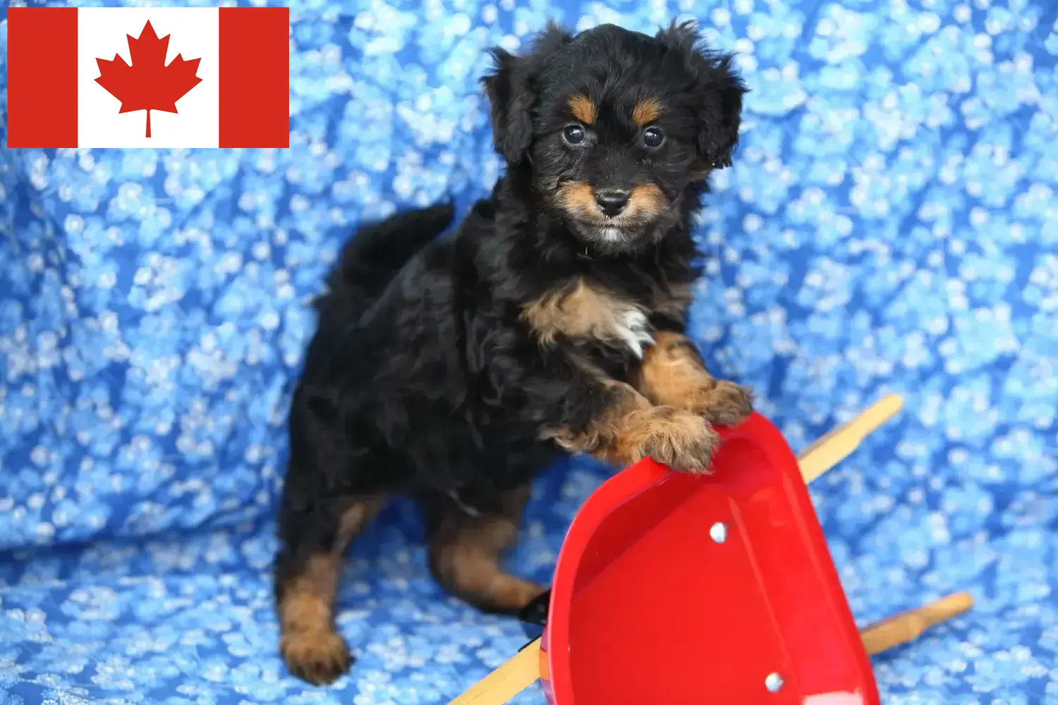 Pomapoo puppies and breeders Canada Here you can find Pomapoo breeders in Canada.