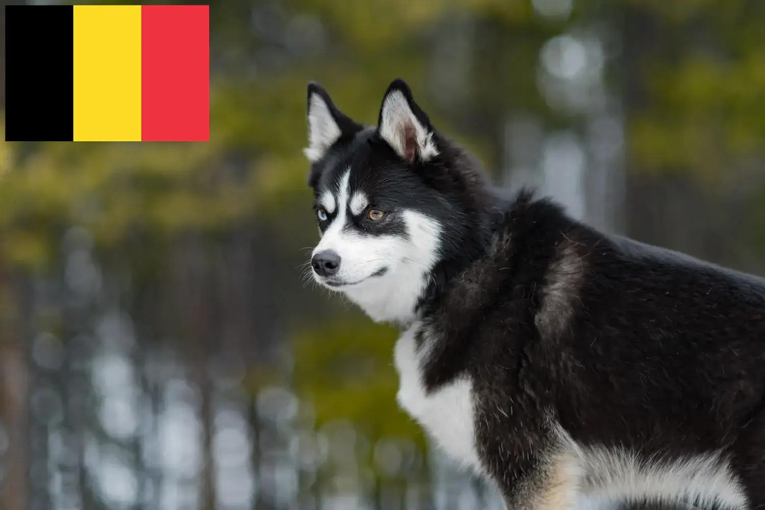 Pomsky puppies and breeders Belgium Here you can find Pomsky breeders in Belgium.