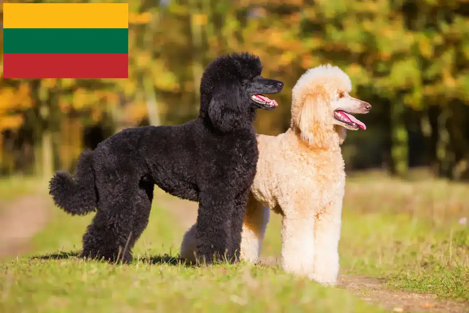 Poodle puppies and breeders Lithuania Find Poodle breeders in Lithuania here.
