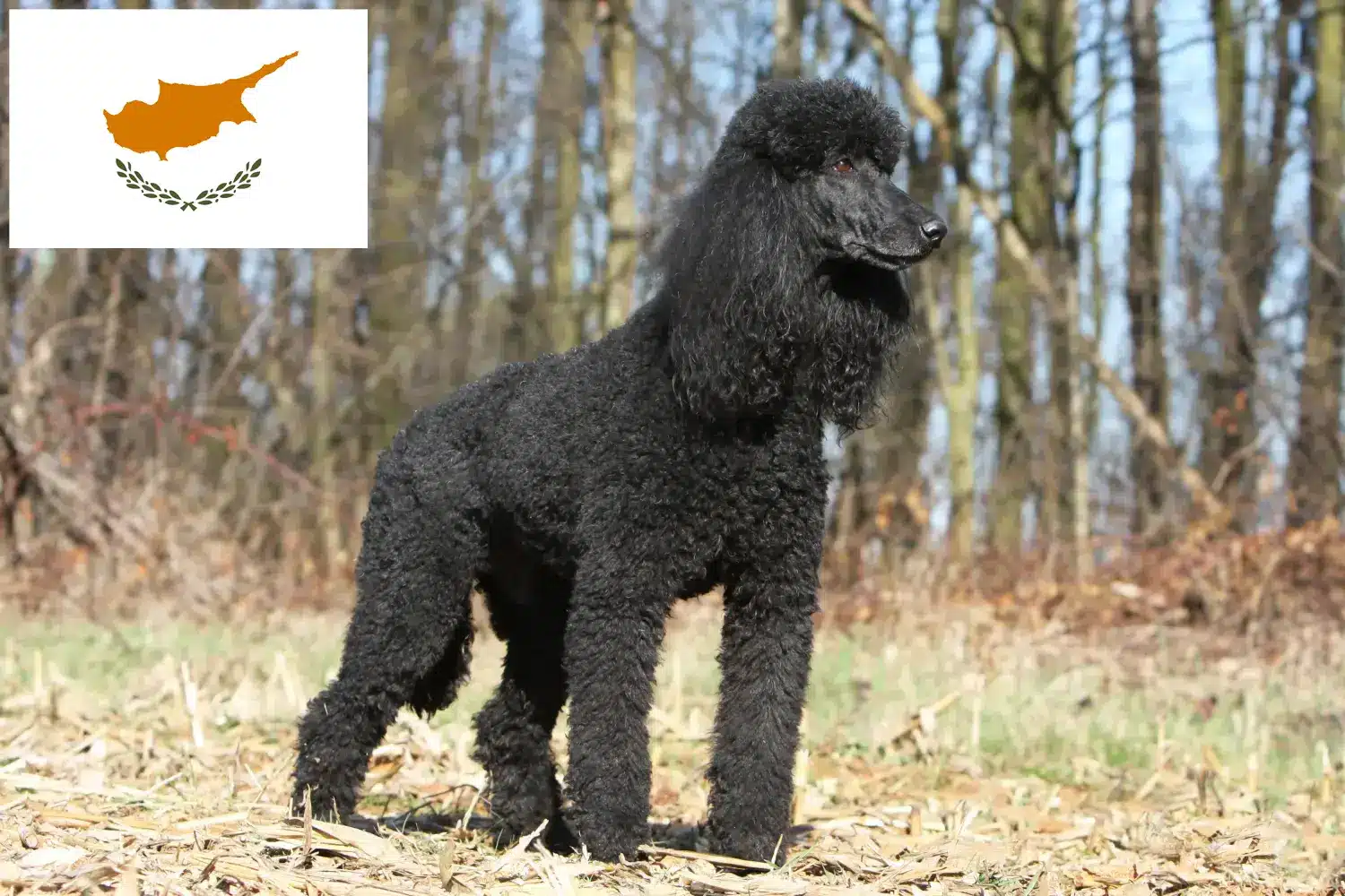 Poodle puppies and breeders Republic of Cyprus Find Poodle breeders in Cyprus.