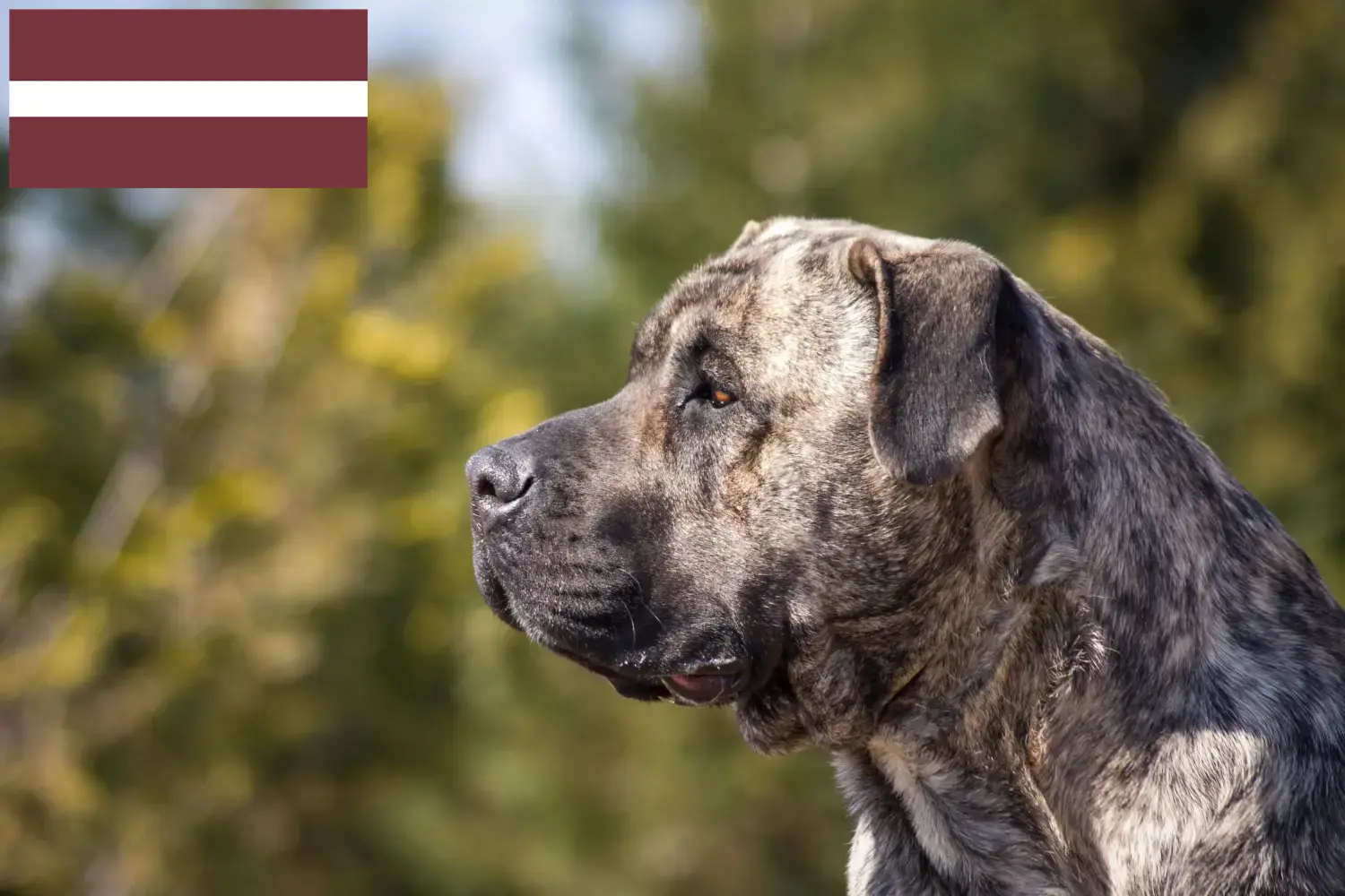 Presa Canario puppies and breeders Latvia Here you can find Presa Canarios breeders in Latvia.