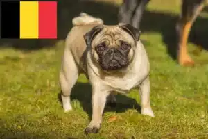 Read more about the article Pug breeders and puppies in Belgium