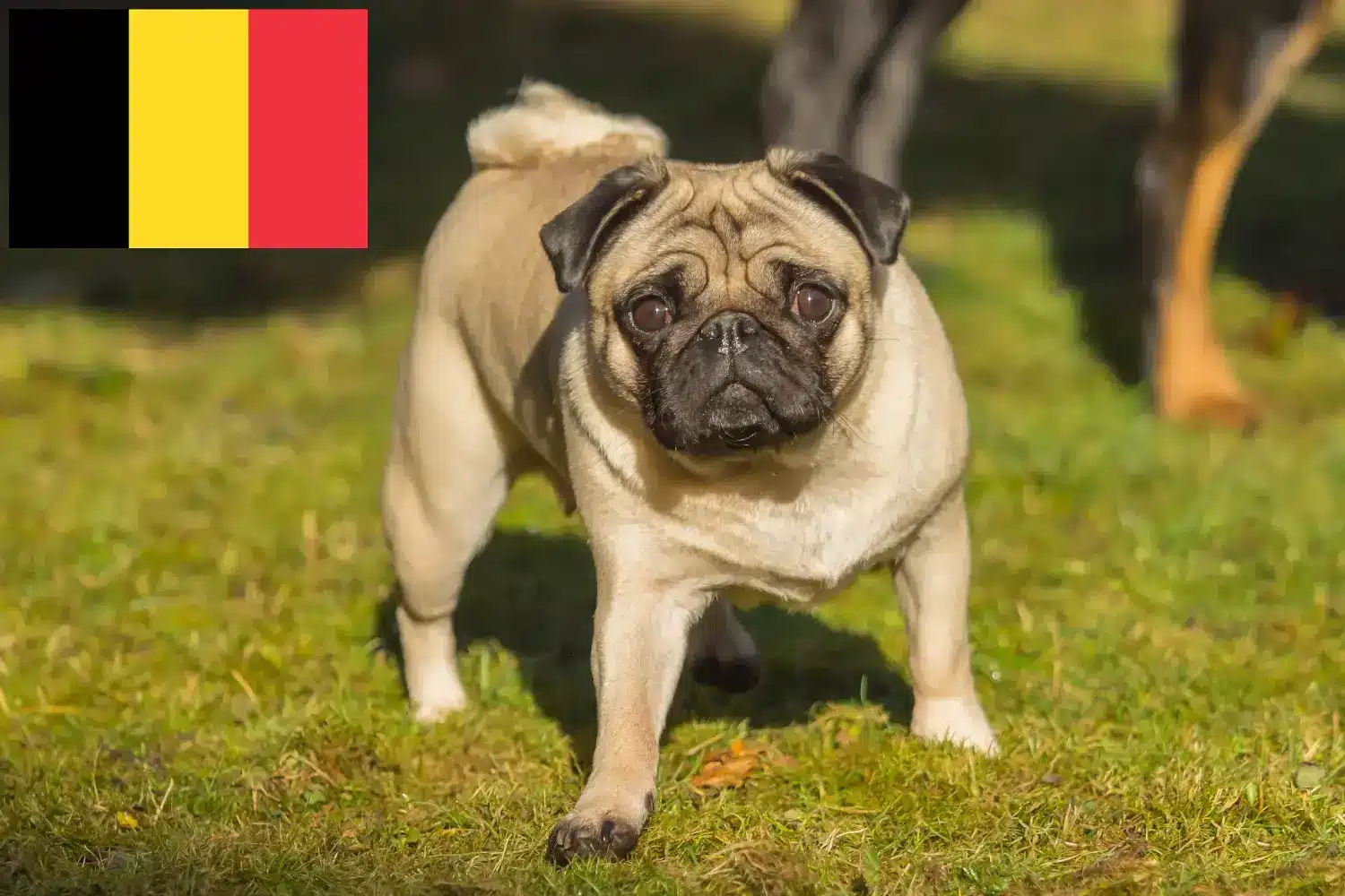 Pug puppies and breeders Belgium Here you can find Pugs breeders in Belgium.