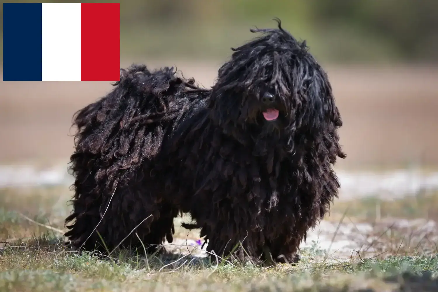 Puli puppies and breeders France Here you can find Pulis breeders in France.