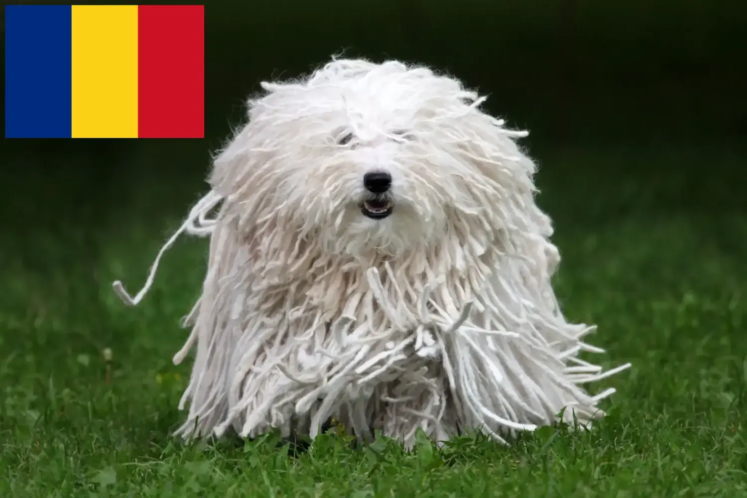 Puli puppies and breeders Romania Here you can find Pulis breeders in Romania.