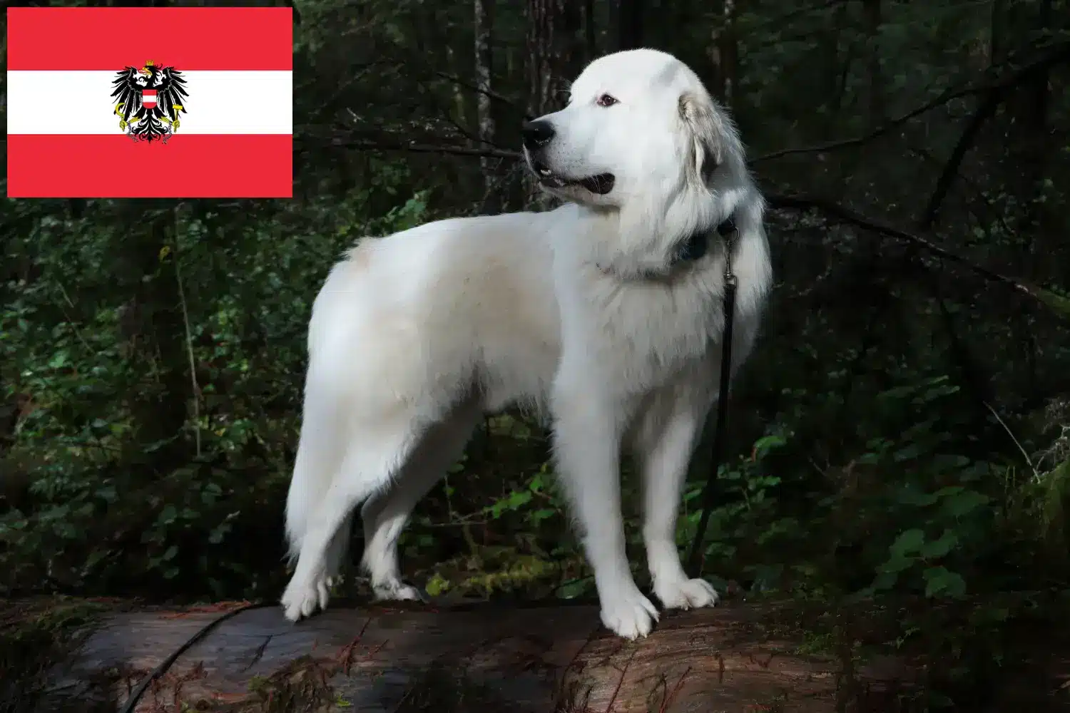 Pyrenean Mountain Dog puppies and breeders Austria Here you can find Pyrenean Mountain Dog breeders in Austria.