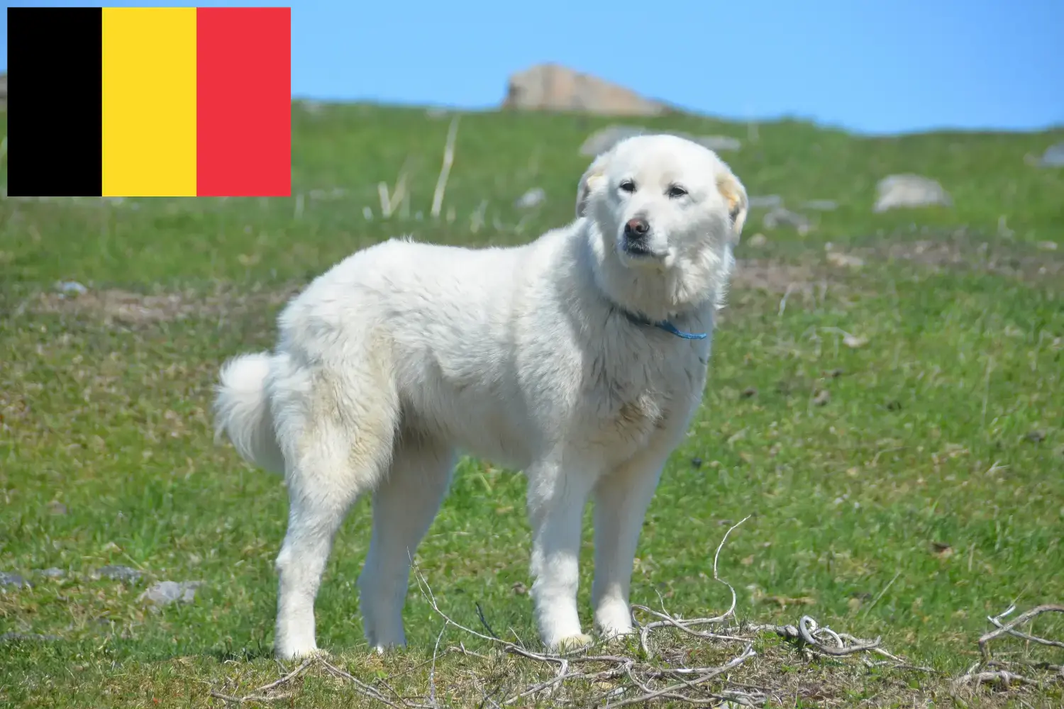 Read more about the article Pyrenean Mountain Dog breeders and puppies in Belgium