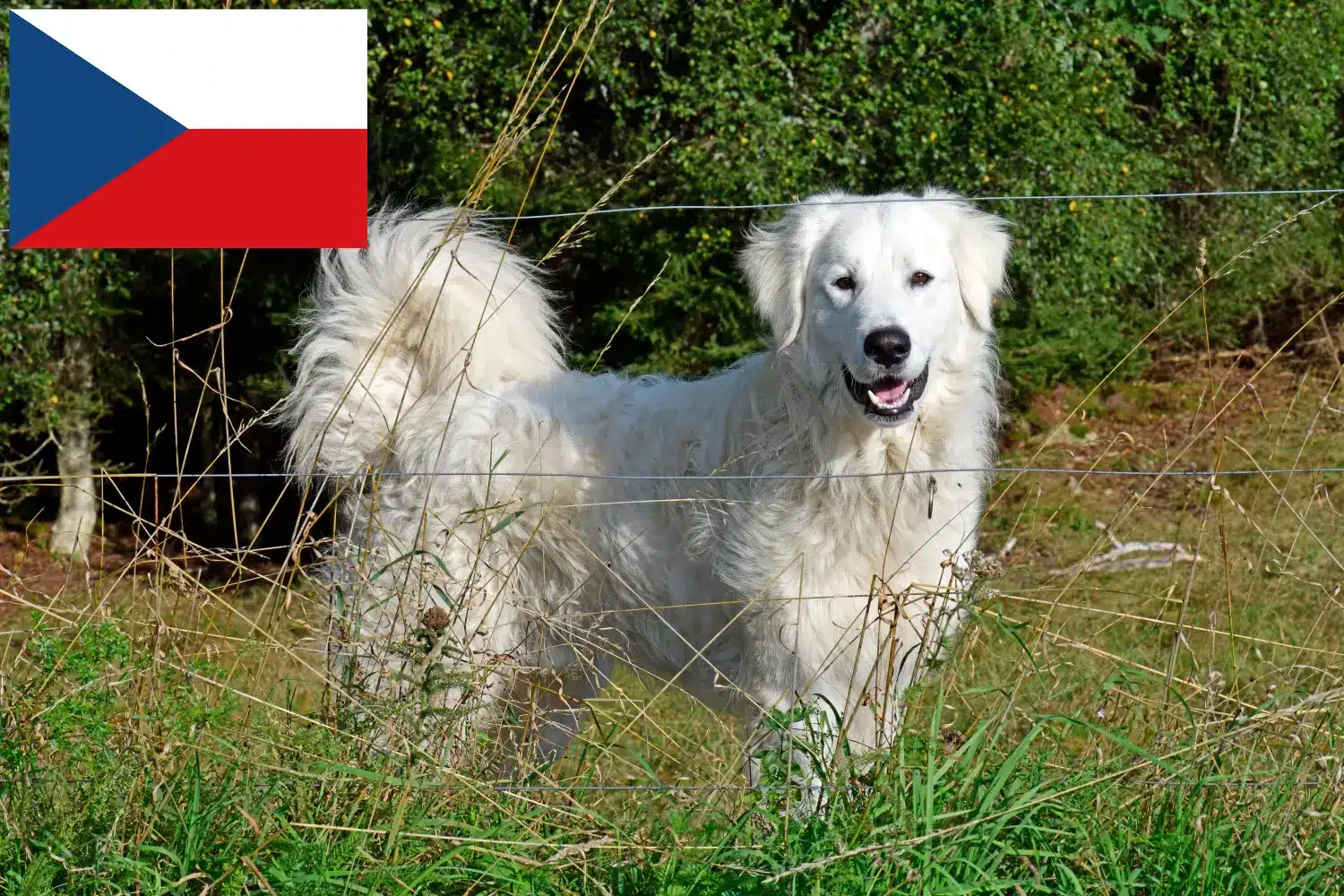 Pyrenean Mountain Dog puppies and breeders Czech Republic Find Pyrenean Mountain Dog breeders in Czech Republic.
