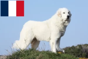 Read more about the article Pyrenean Mountain Dog breeders and puppies in France