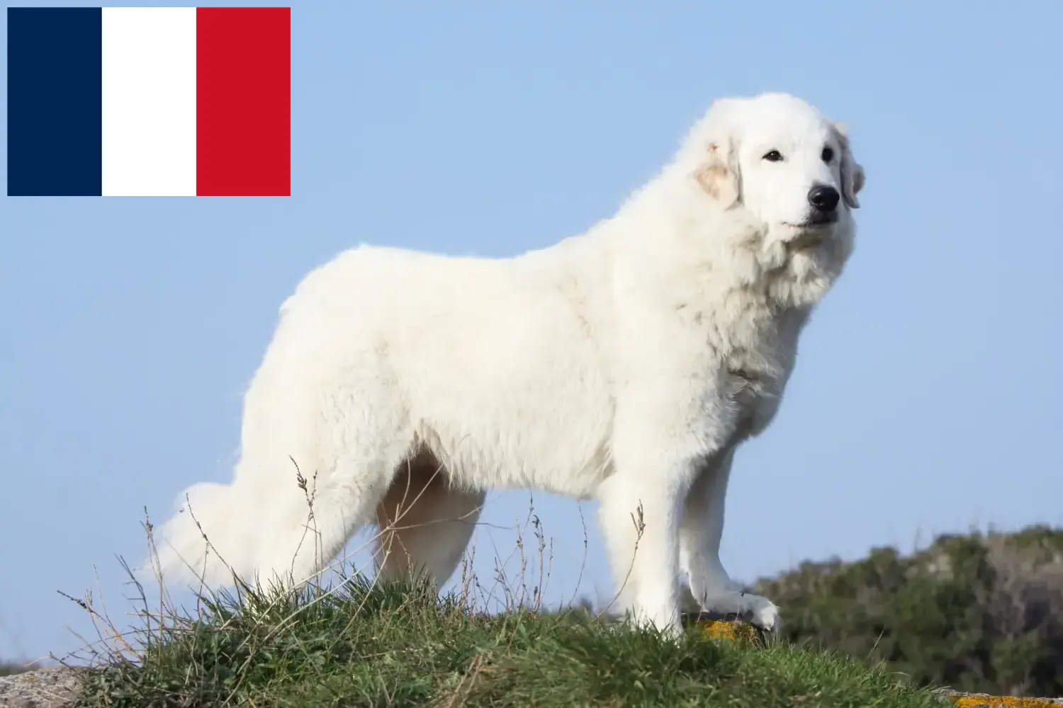 Read more about the article Pyrenean Mountain Dog breeders and puppies in France
