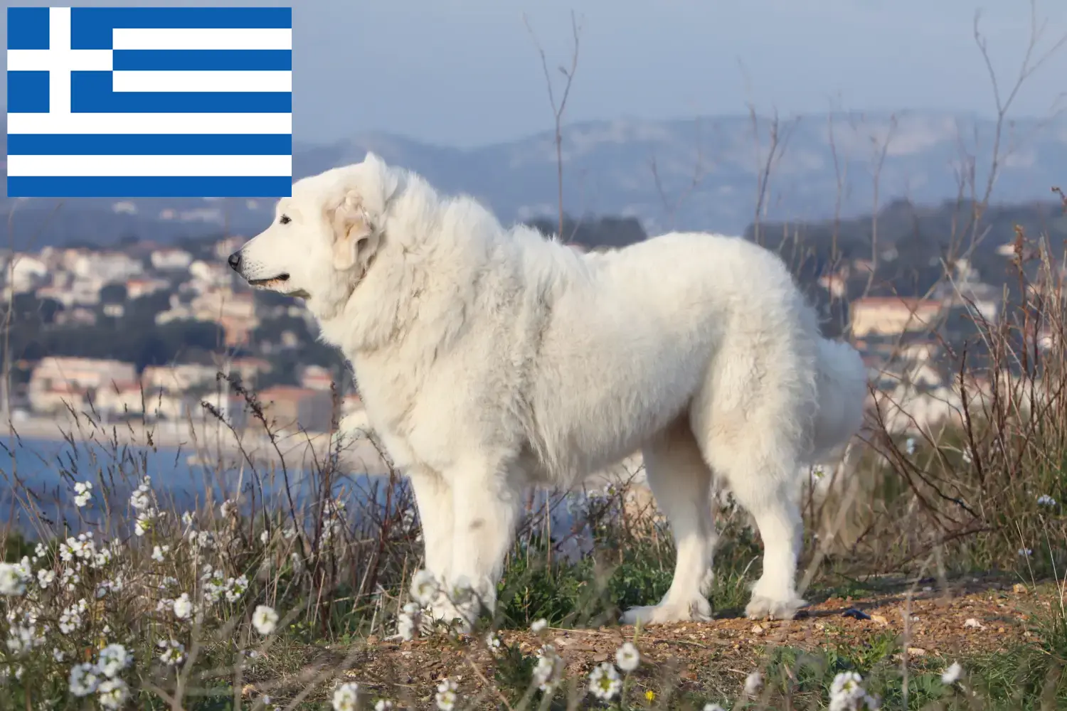 Pyrenean Mountain Dog puppies and breeders Greece Find Pyrenean Mountain Dog breeders in Greece.