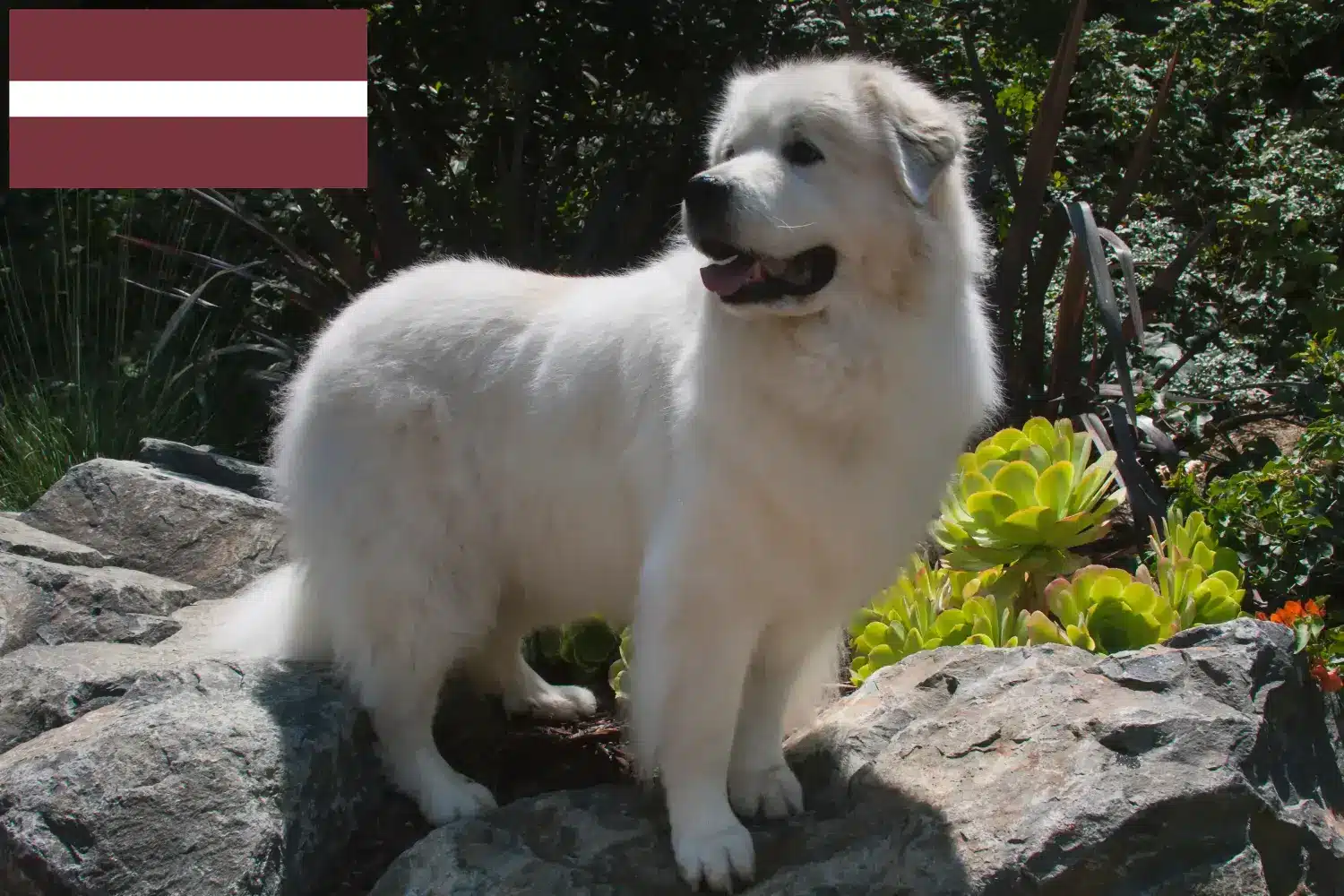 Pyrenean Mountain Dog puppies and breeders Latvia Find Pyrenean Mountain Dog breeders in Latvia.