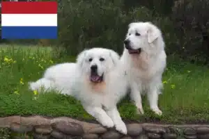 Read more about the article Pyrenean Mountain Dog breeders and puppies in the Netherlands