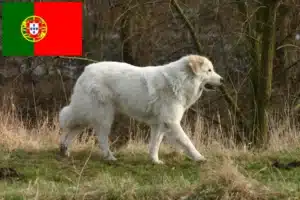 Read more about the article Pyrenean Mountain Dog breeders and puppies in Portugal