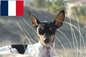 Read more about the article Ratonero Valenciano breeders and puppies in France