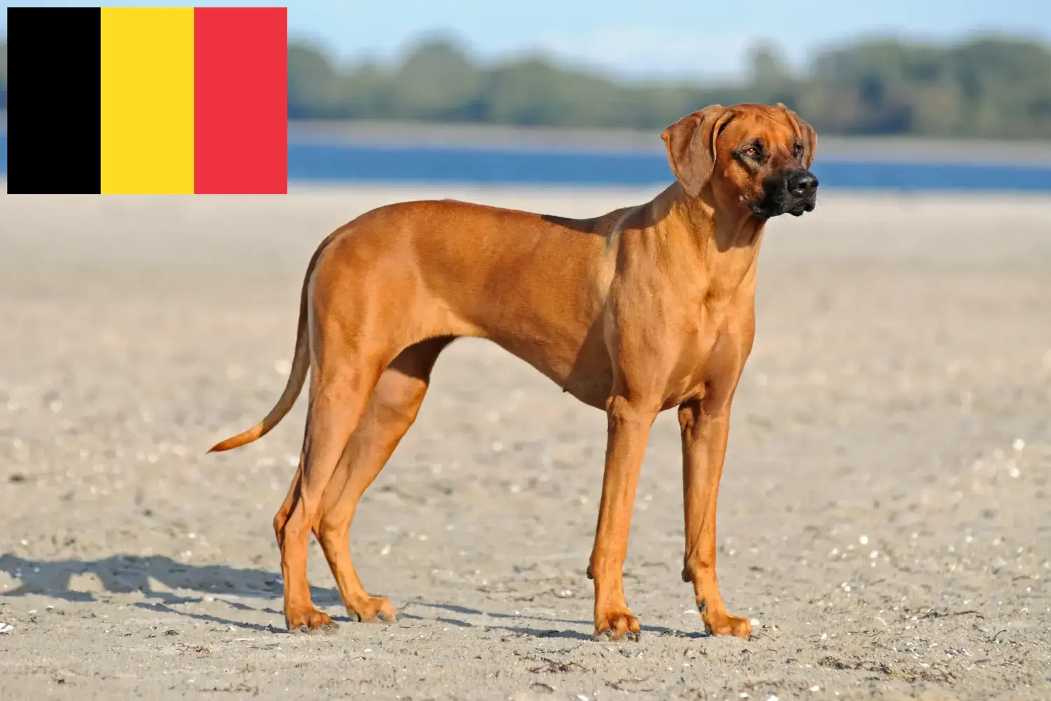 Rhodesian Ridgeback puppies and breeders Belgium Find Rhodesian Ridgeback breeders in Belgium.