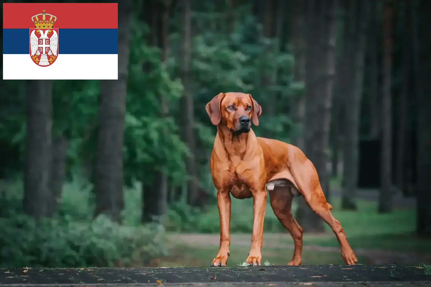 Read more about the article Rhodesian Ridgeback breeders and puppies in Serbia