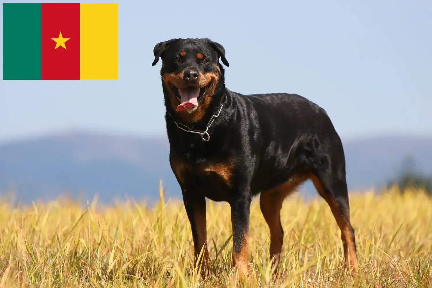 Rottweiler puppies and breeders Cameroon Find Rottweiler breeders in Cameroon here.