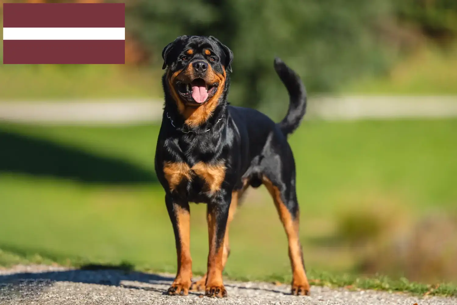 Rottweiler puppies and breeders Latvia Find Rottweiler breeders in Latvia.