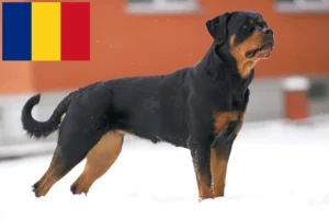 Read more about the article Rottweiler breeders and puppies in Romania