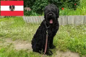 Read more about the article Russian Black Terrier breeders and puppies in Austria