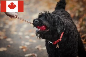 Read more about the article Russian Black Terrier Breeder and Puppies in Canada