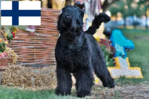 Read more about the article Russian Black Terrier Breeder and Puppies in Finland