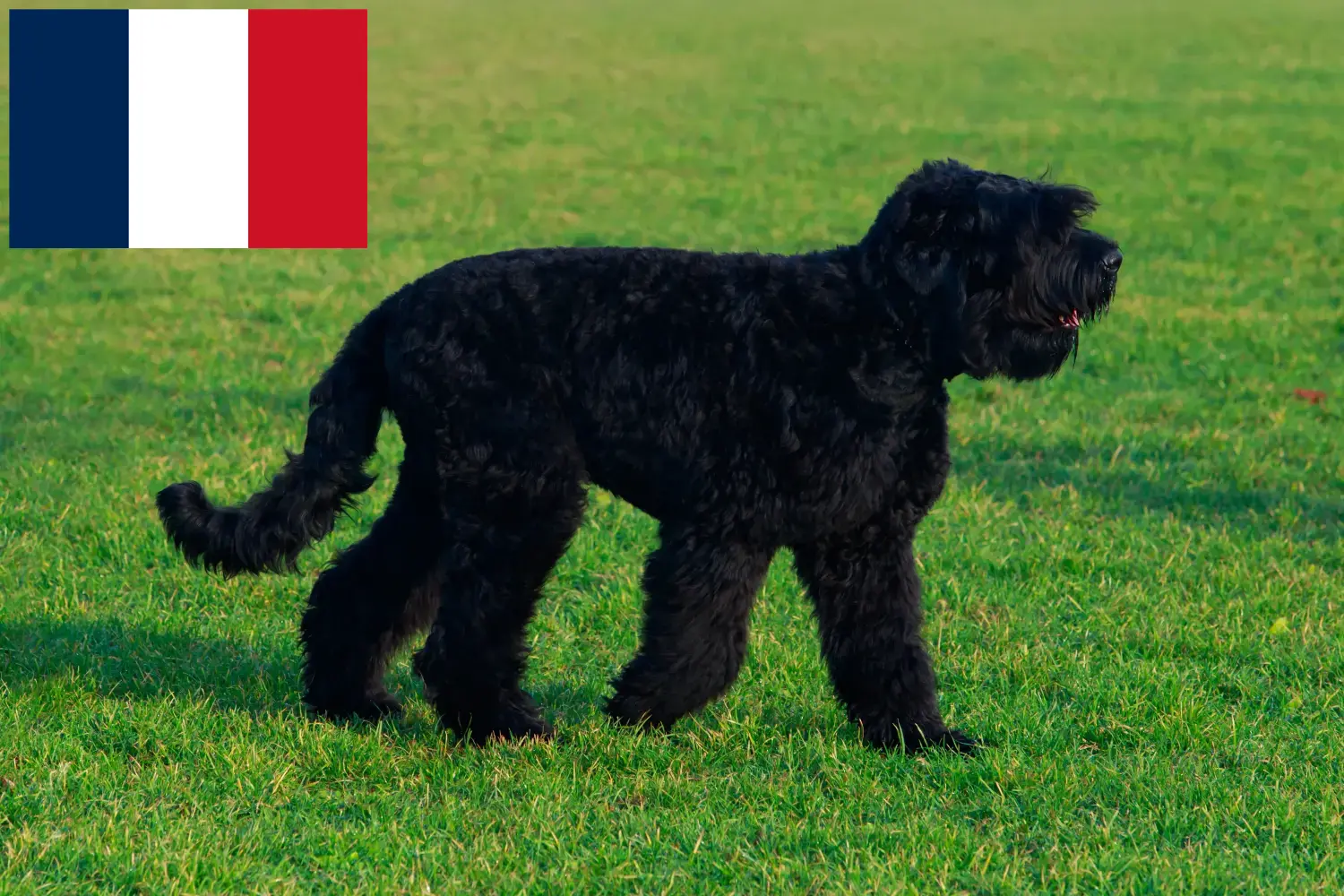 Russian Black Terrier puppies and breeders France Find Russian Black Terrier breeders in France here.