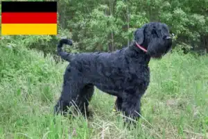 Read more about the article Russian Black Terrier breeders and puppies in Germany