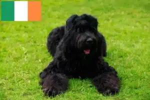Read more about the article Russian Black Terrier Breeder and Puppies in Ireland