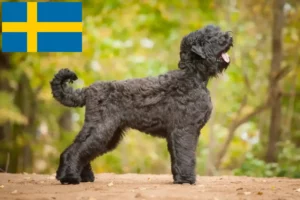 Read more about the article Russian Black Terrier breeder and puppies in Sweden