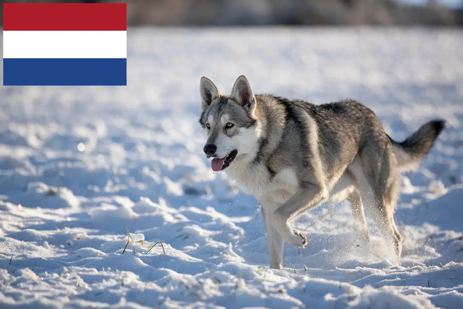 Saarloos Wolfdog puppies and breeders Netherlands Find Saarloos Wolfdog breeders in the Netherlands.
