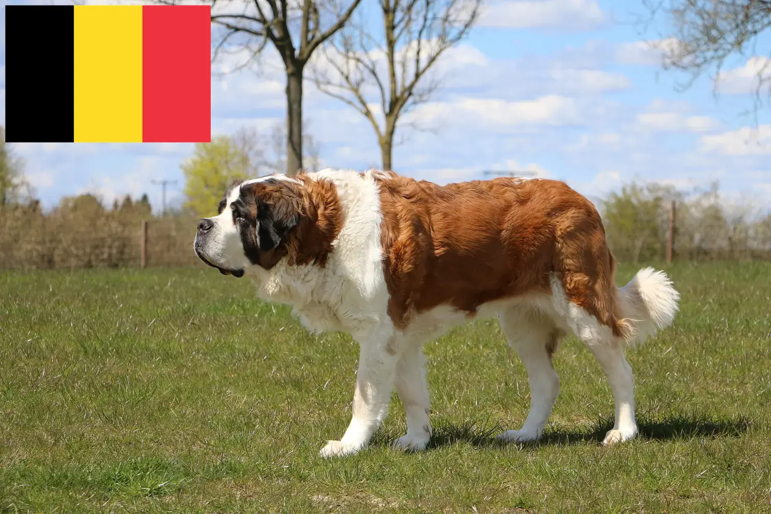 Saint Bernard puppies and breeders Belgium Here you can find Saint Bernard breeders in Belgium.