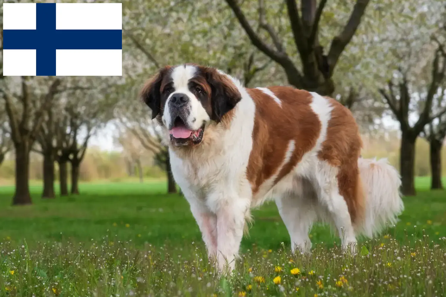 Saint Bernard puppies and breeders Finland Here you can find Saint Bernard breeders in Finland.