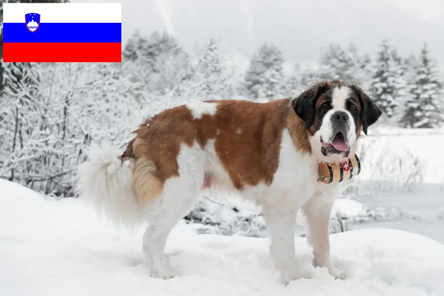 Saint Bernard puppies and breeders Slovenia Here you can find Saint Bernard breeders in Slovenia.
