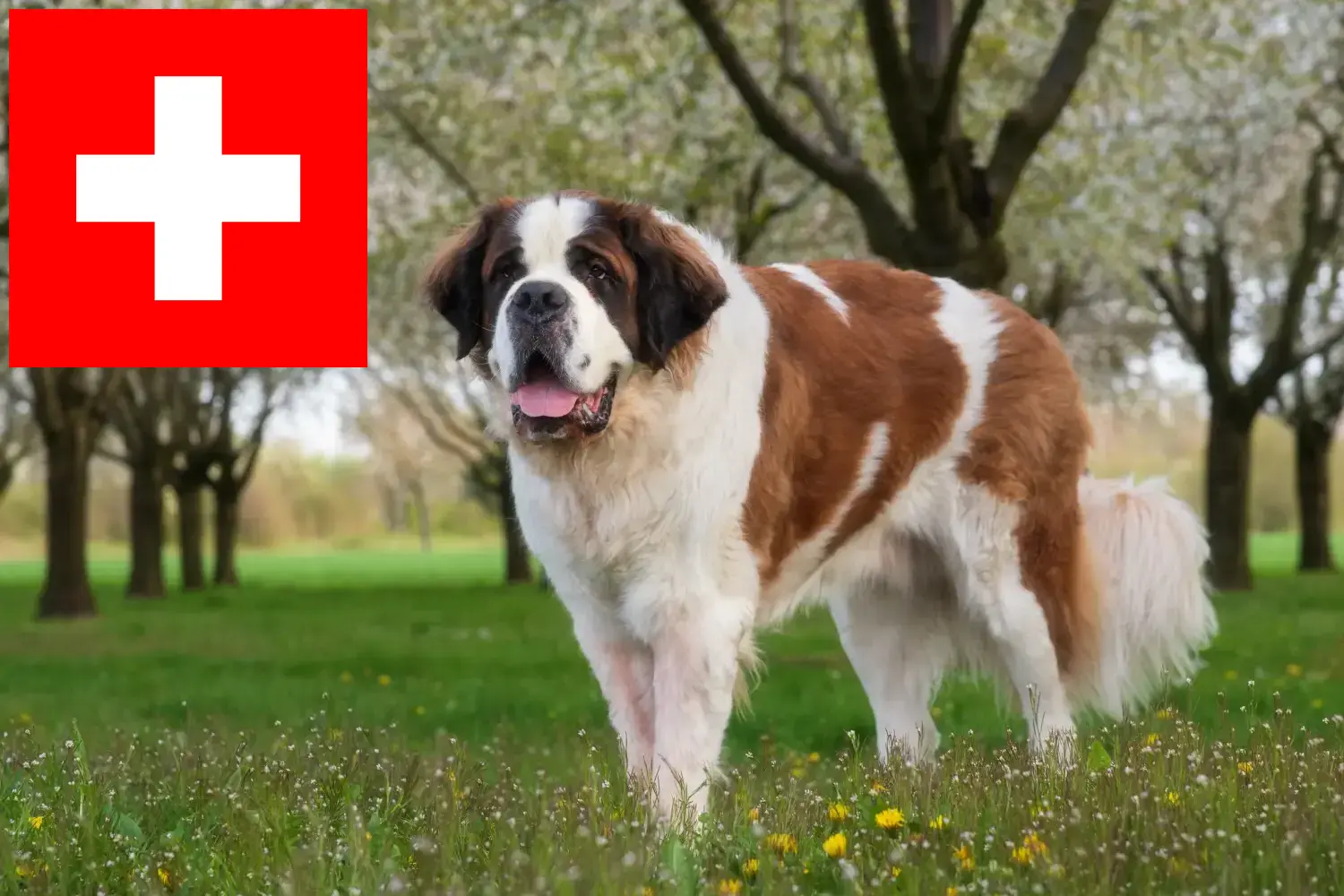 Saint Bernard puppies and breeders Switzerland Here you can find Saint Bernard breeders in Switzerland.