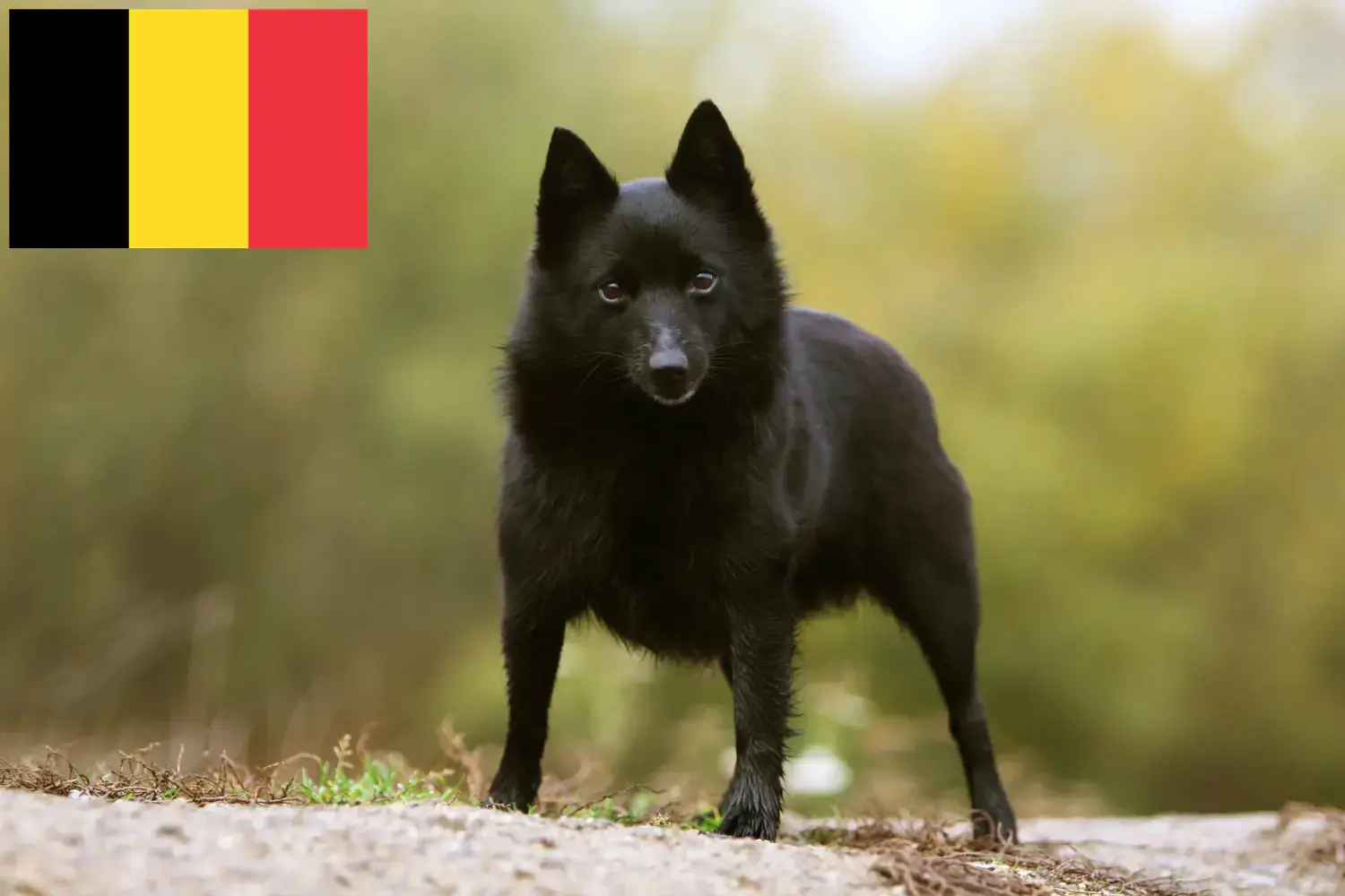 Read more about the article Schipperke breeders and puppies in Belgium