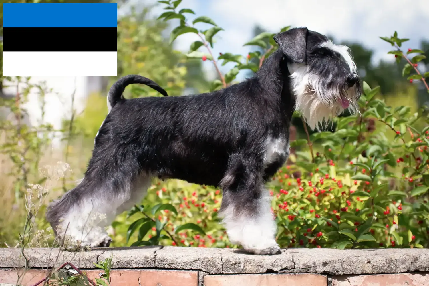 Schnauzer puppies and breeders Estonia Here you can find Schnauzer breeders in Estonia.