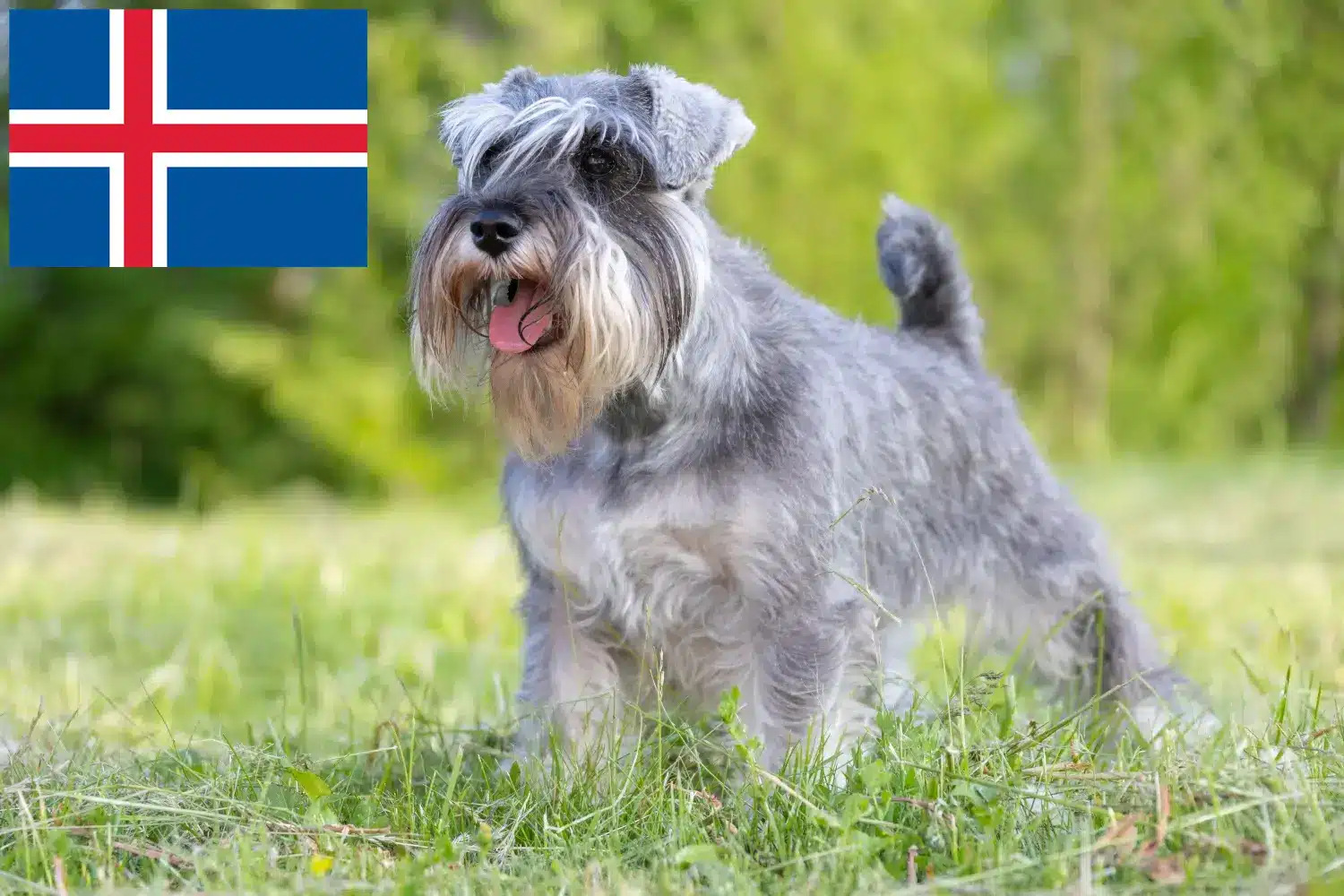 Schnauzer puppies and breeder Iceland Here you can find Schnauzer breeders in Iceland.