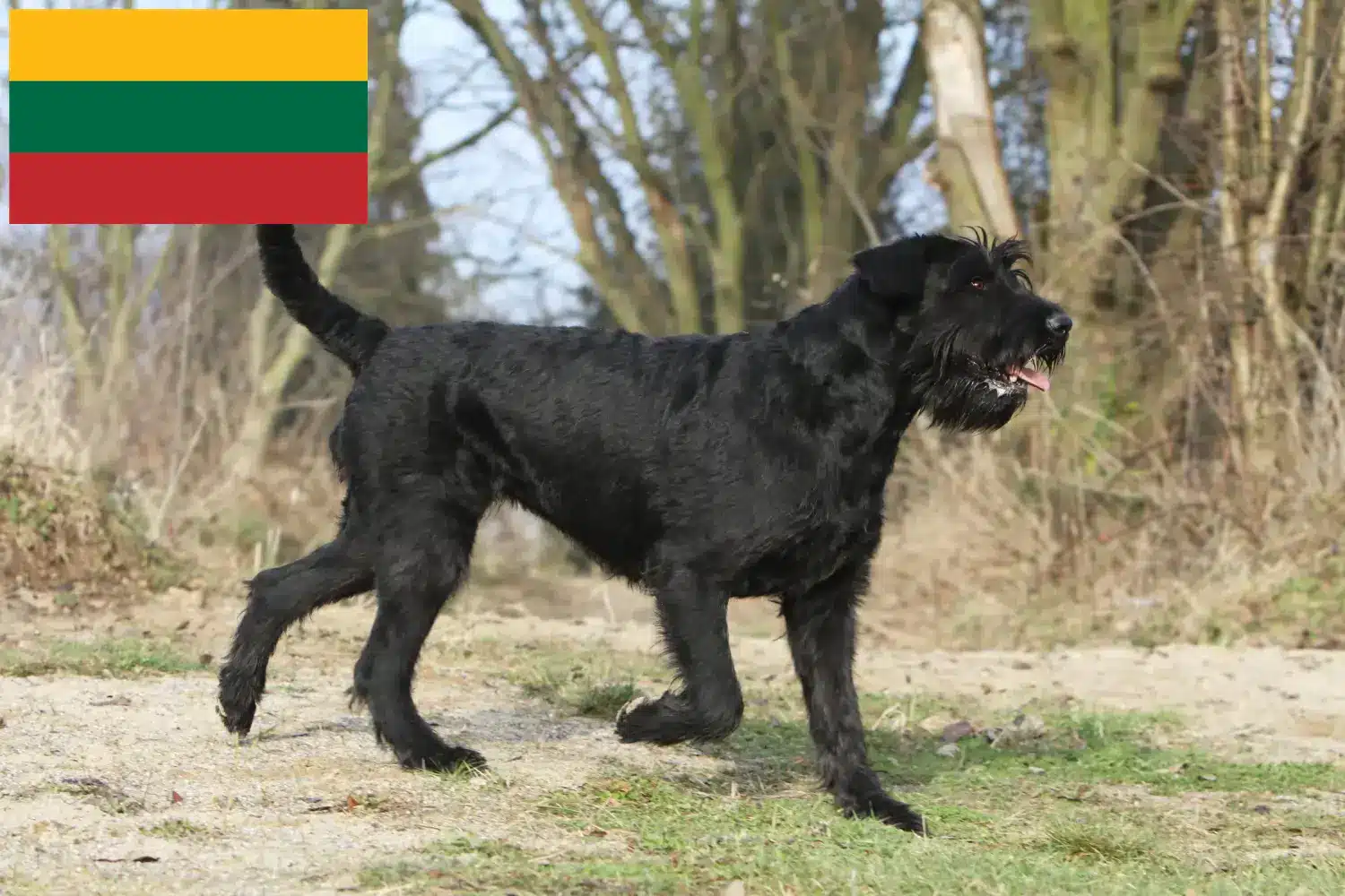 Schnauzer puppies and breeders Lithuania Here you can find Schnauzer breeders in Lithuania.