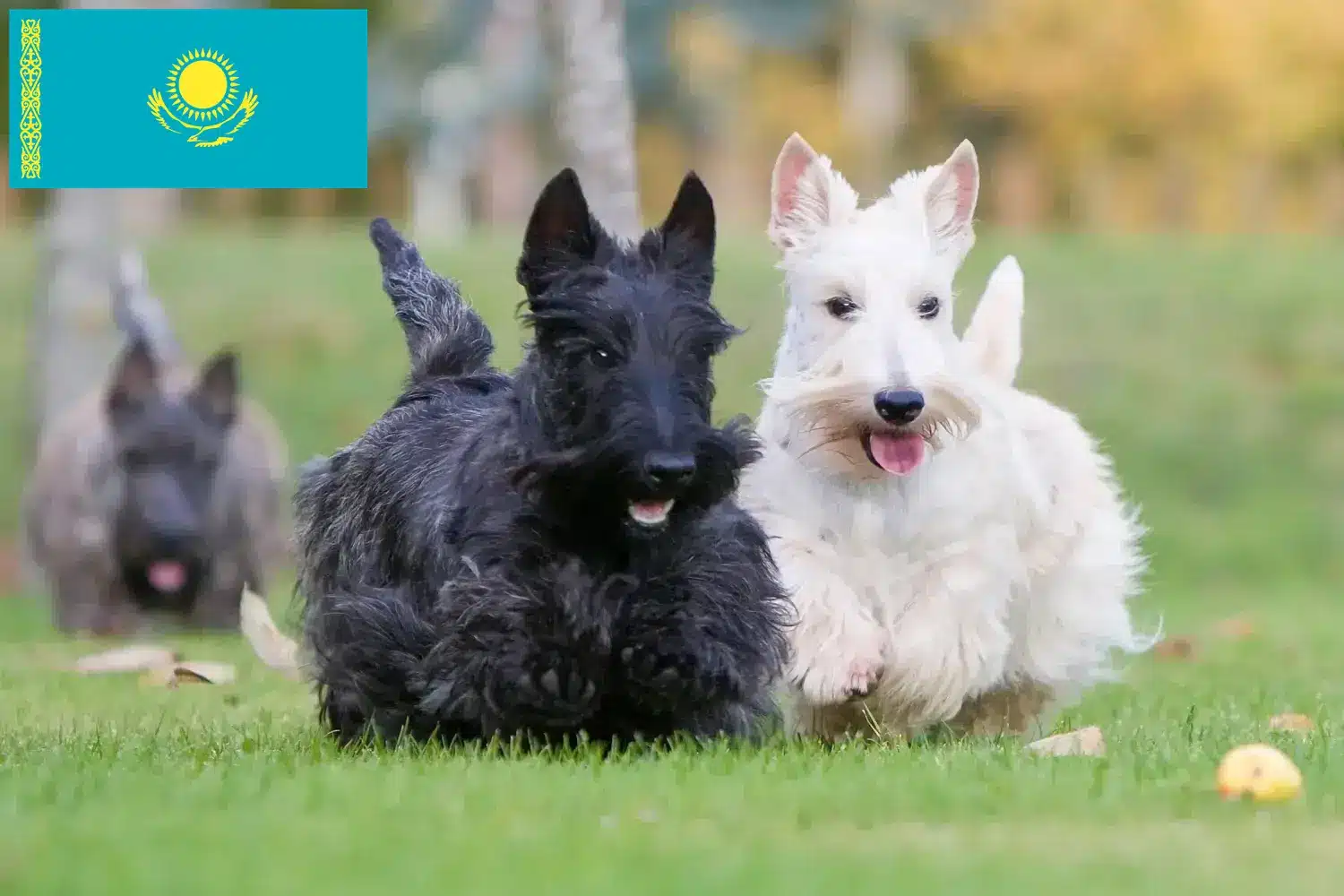 Scottish Terrier puppies and breeders Kazakhstan Find Scottish Terrier breeders in Kazakhstan.