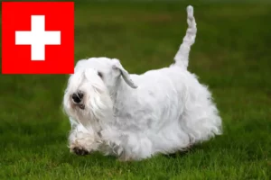 Read more about the article Sealyham Terrier breeders and puppies in Switzerland