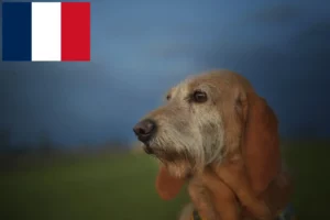 Read more about the article Segugio Italiano breeders and puppies in France