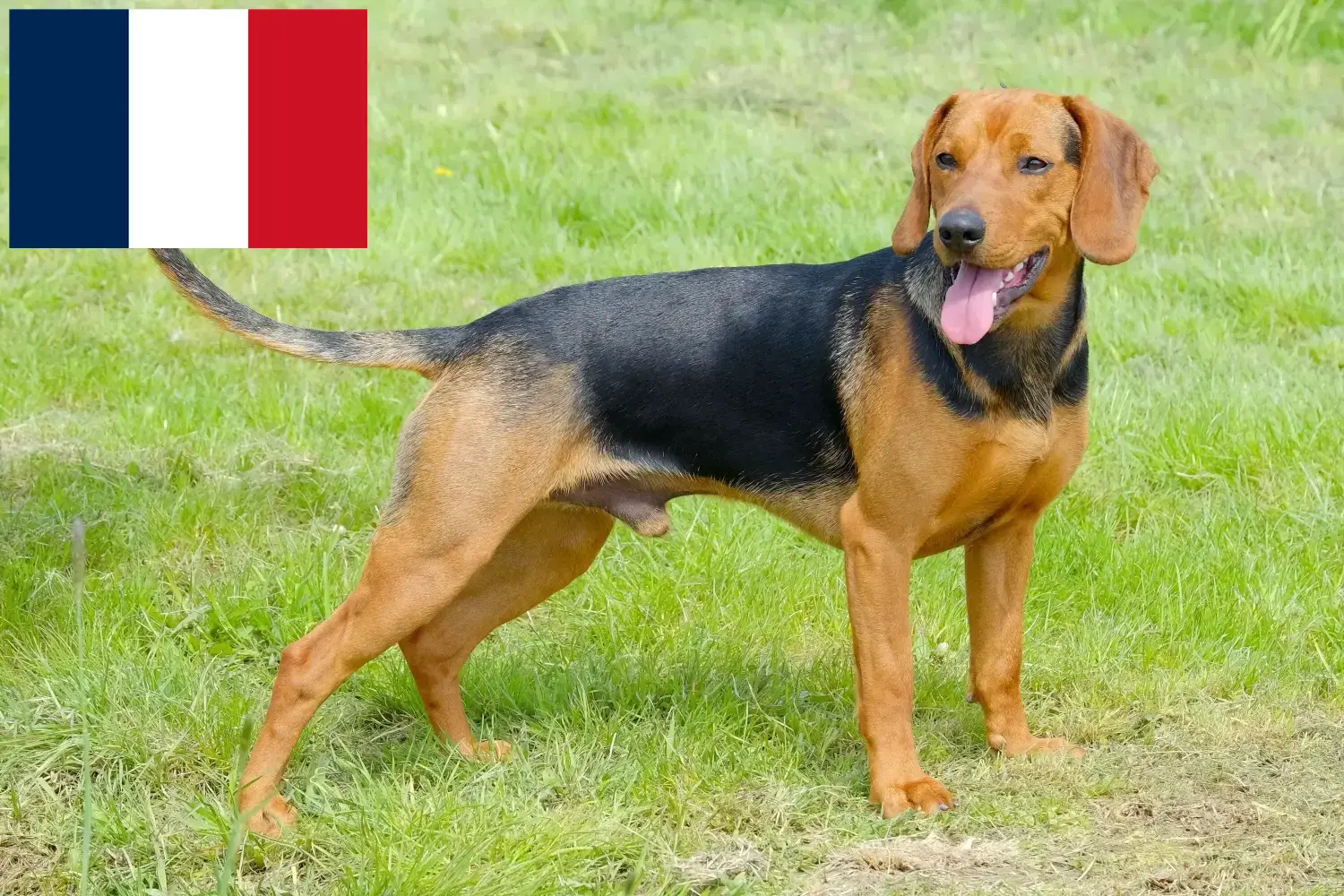 Read more about the article Serbian hound breeders and puppies in France