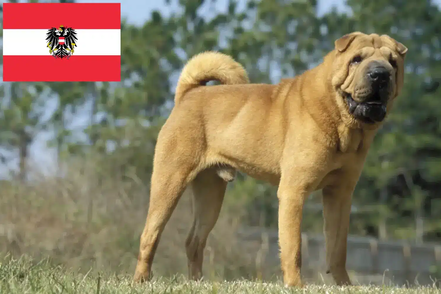 Shar-Pei puppies and breeders Austria Here you can find Shar-Pei breeders in Austria.